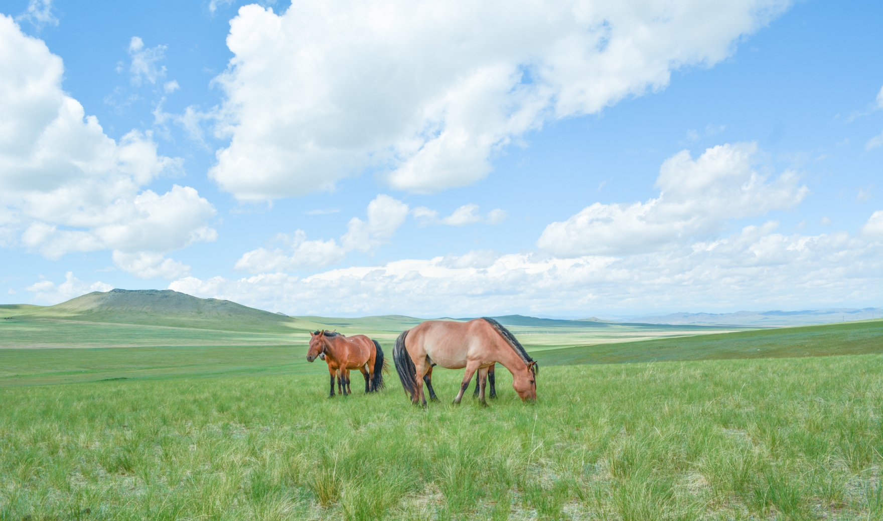 モンゴルの広大な景色と栗毛の馬